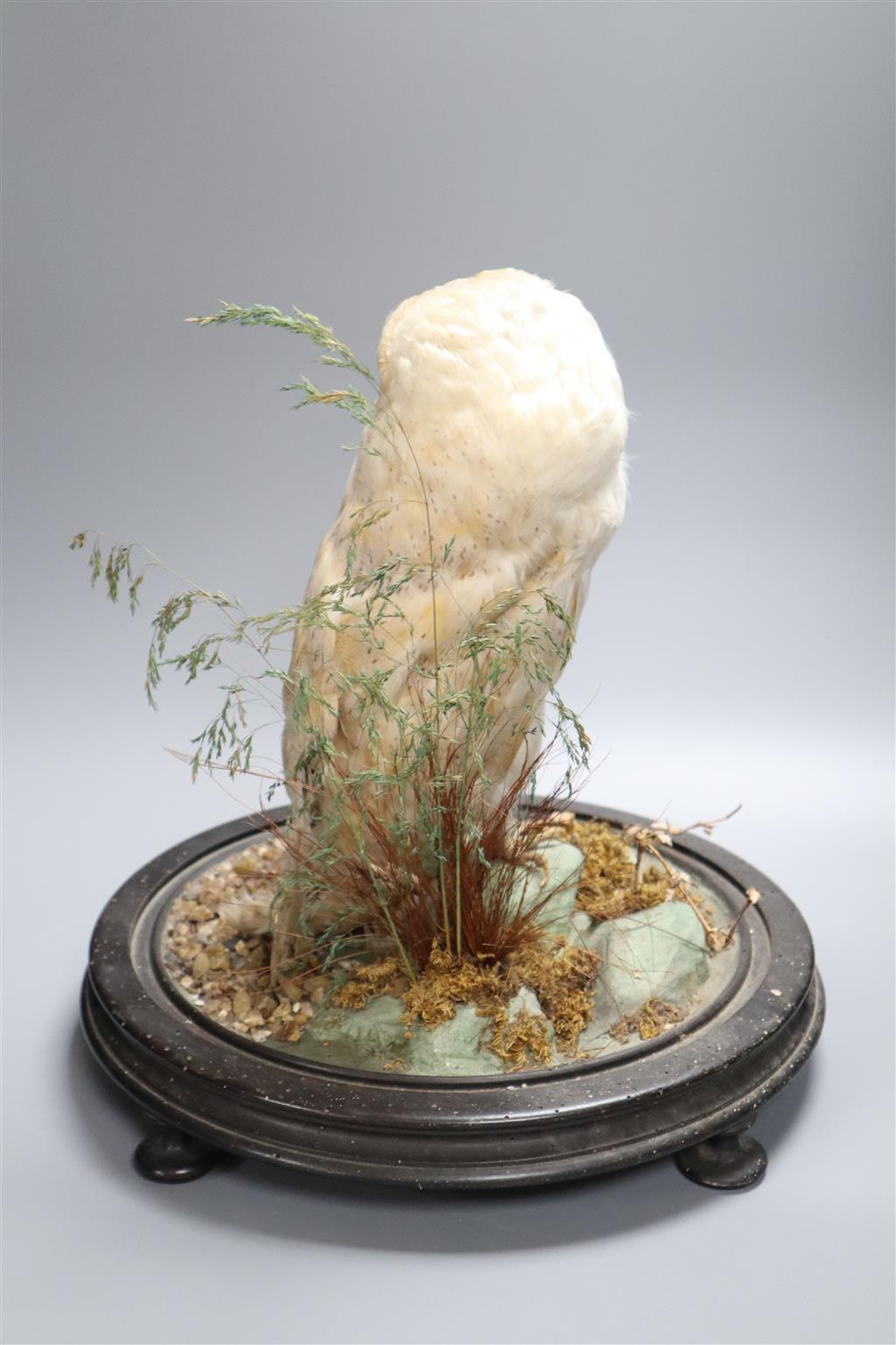A taxidermic Snowy owl, under glass dome on stand, height overall 44cm